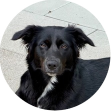 Porträt Therapiehund Joy